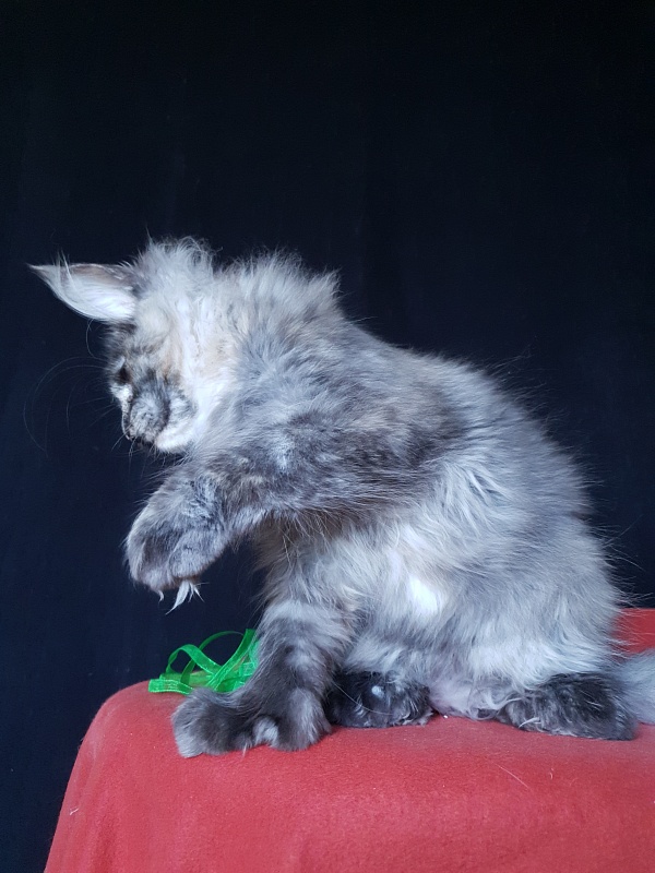 Coffe Akbars (polydactyl) 66/66 - Kitten maine-coon 3 months 3 weeks