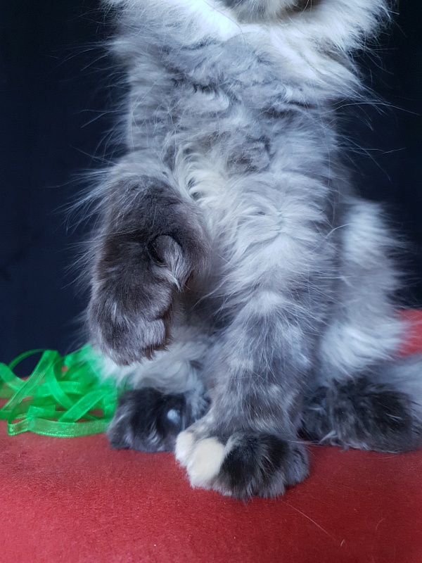 Coffe Akbars (polydactyl) 66/66 - Kitten maine-coon 3 months 3 weeks