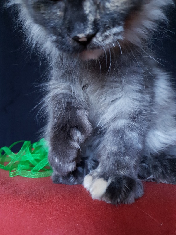 Coffe Akbars (polydactyl) 66/66 - Kitten maine-coon 3 months 3 weeks
