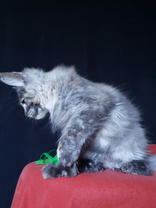 Coffe Akbars (polydactyl) 66/66 - Kitten maine-coon 3 months 3 weeks