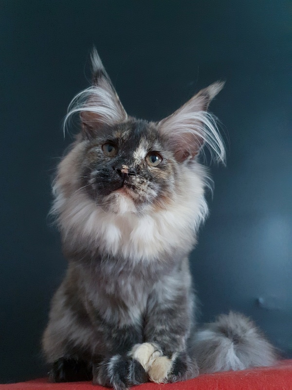 Coffe Akbars (polydactyl) 66/66 - Kitten maine-coon 4 months 4 weeks