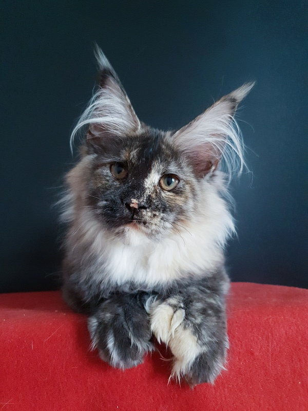 Coffe Akbars (polydactyl) 66/66 - Kitten maine-coon 4 months 4 weeks