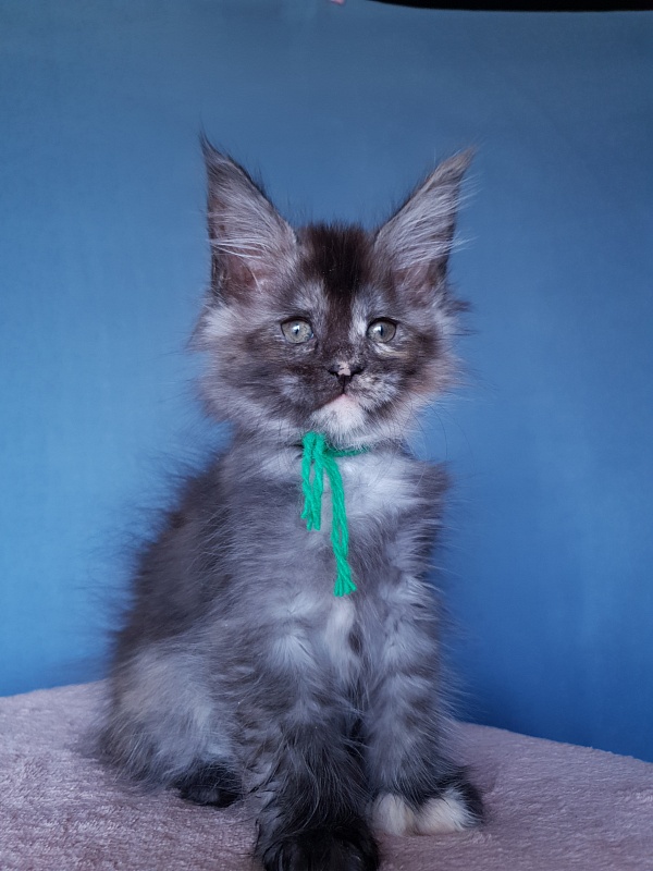 Coffe Akbars (polydactyl) 66/66 - Kitten maine-coon 2 months 1 week