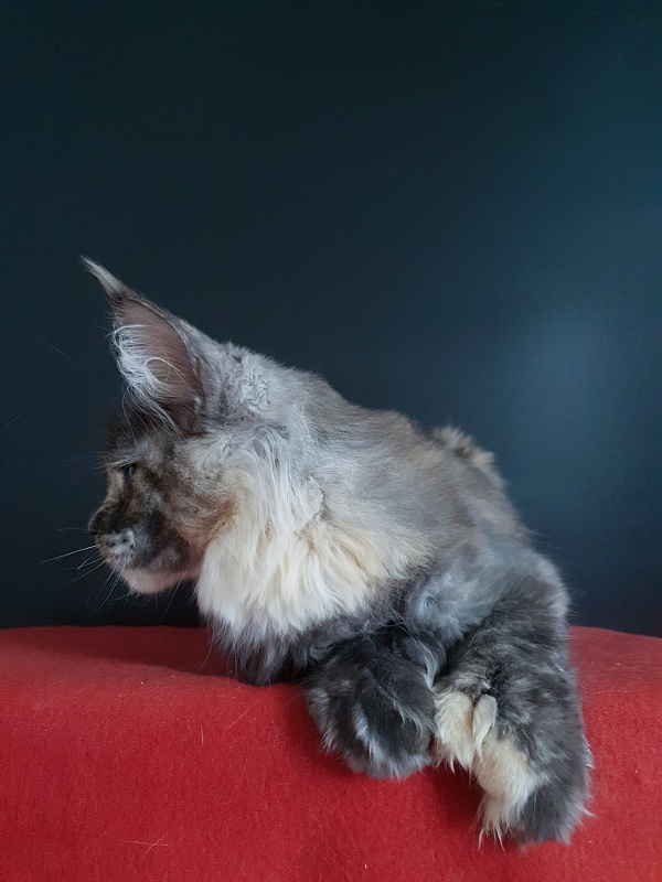 Coffe Akbars (polydactyl) 66/66 - Kitten maine-coon 4 months 4 weeks