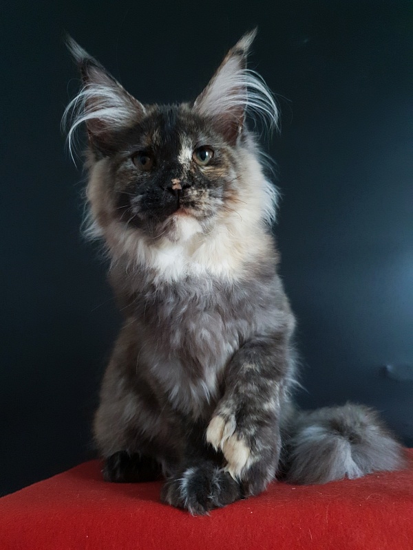 Coffe Akbars (polydactyl) 66/66 - Kitten maine-coon 4 months 4 weeks