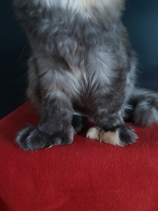 Coffe Akbars (polydactyl) 66/66 - Kitten maine-coon 4 months 4 weeks