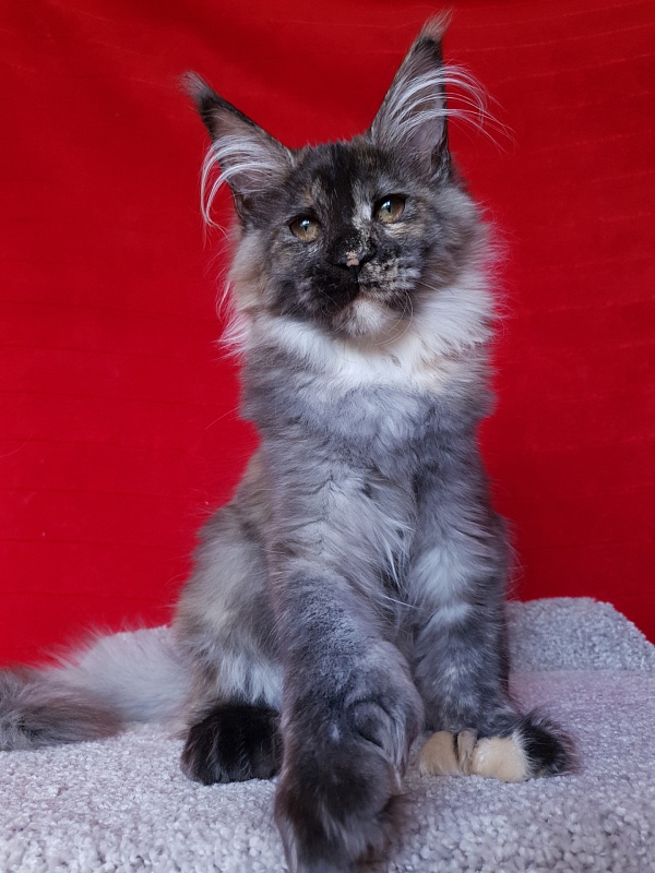 Coffe Akbars (polydactyl) 66/66 - Kitten maine-coon 5 months