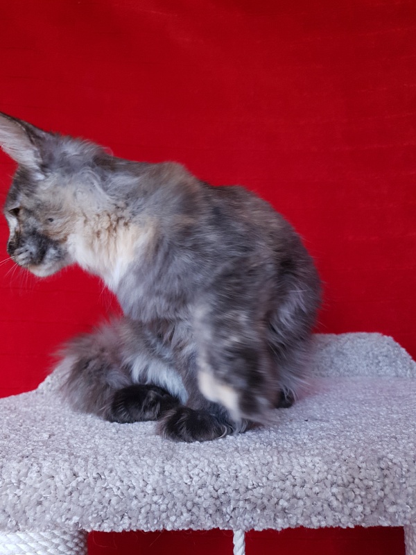Coffe Akbars (polydactyl) 66/66 - Kitten maine-coon 5 months