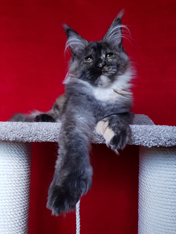 Coffe Akbars (polydactyl) 66/66 - Kitten maine-coon 5 months