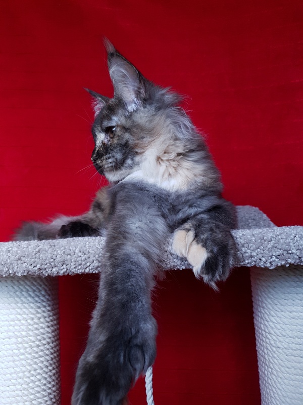 Coffe Akbars (polydactyl) 66/66 - Kitten maine-coon 5 months