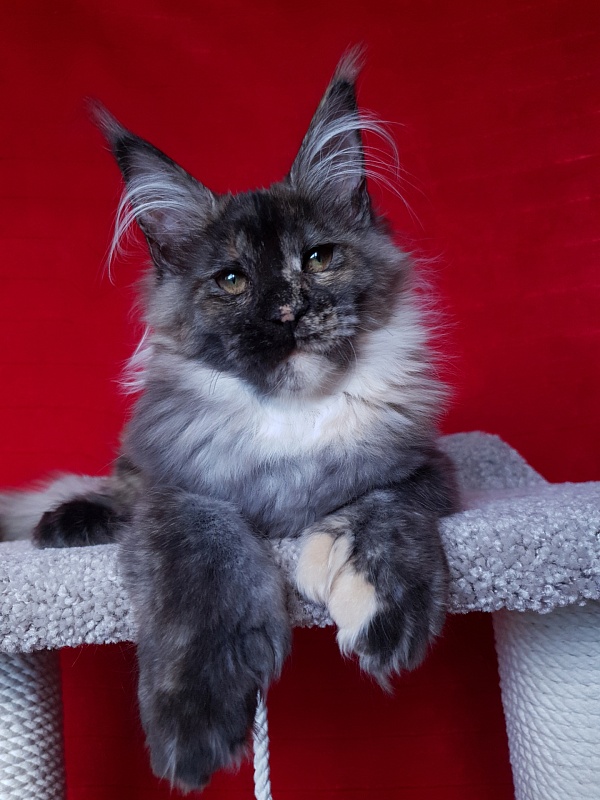 Coffe Akbars (polydactyl) 66/66 - Kitten maine-coon 5 months