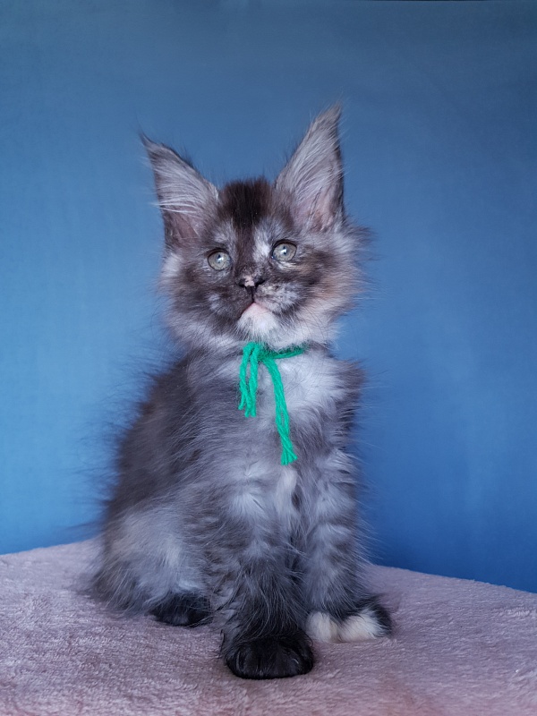 Coffe Akbars (polydactyl) 66/66 - Kitten maine-coon 2 months 1 week