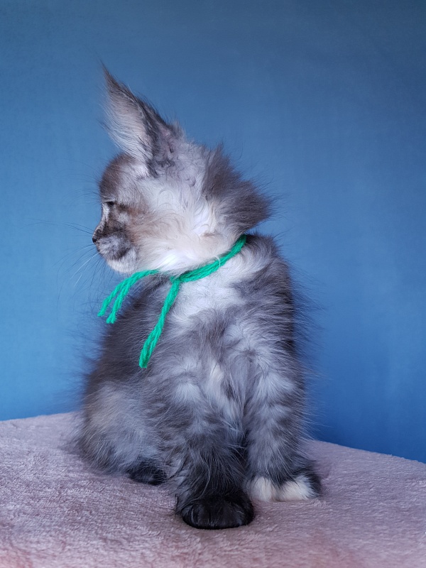 Coffe Akbars (polydactyl) 66/66 - Kitten maine-coon 2 months 1 week