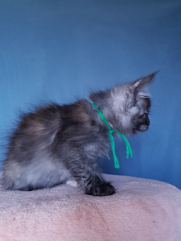 Coffe Akbars (polydactyl) 66/66 - Kitten maine-coon 2 months 1 week