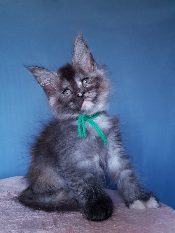 Coffe Akbars (polydactyl) 66/66 - Kitten maine-coon 2 months 1 week