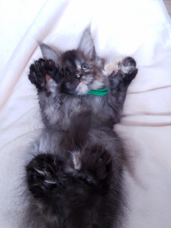Coffe Akbars (polydactyl) 66/66 - Kitten maine-coon 2 months 1 week