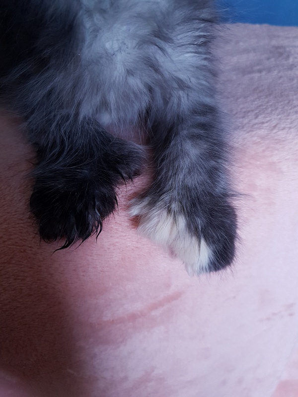 Coffe Akbars (polydactyl) 66/66 - Kitten maine-coon 2 months 1 week