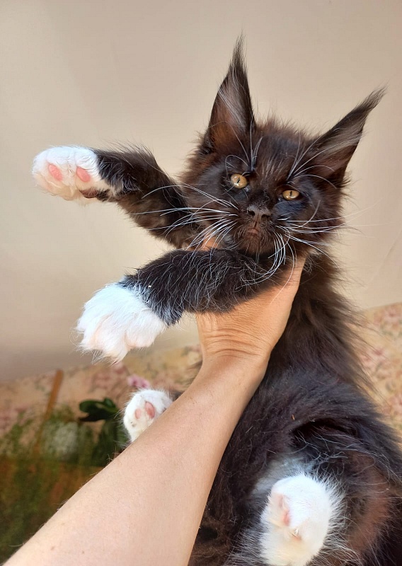 King Grey Akbars - Kitten maine-coon 2 months