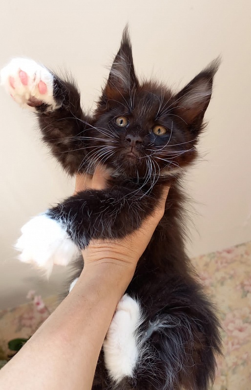 King Grey Akbars - Kitten maine-coon 2 months