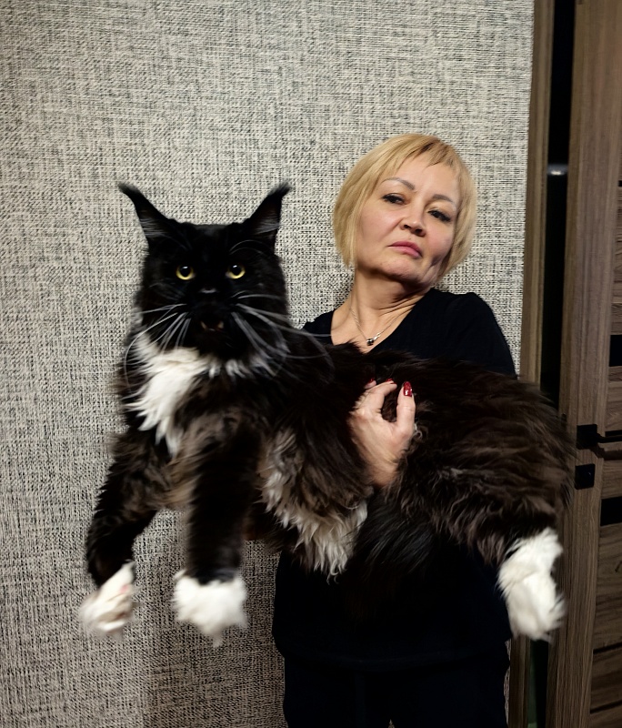 King Grey Akbars - Adult maine-coon 3 years 7 months 3 weeks
