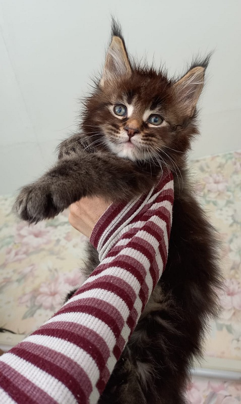 Kris Akbars - Kitten maine-coon 1 month 1.5 week