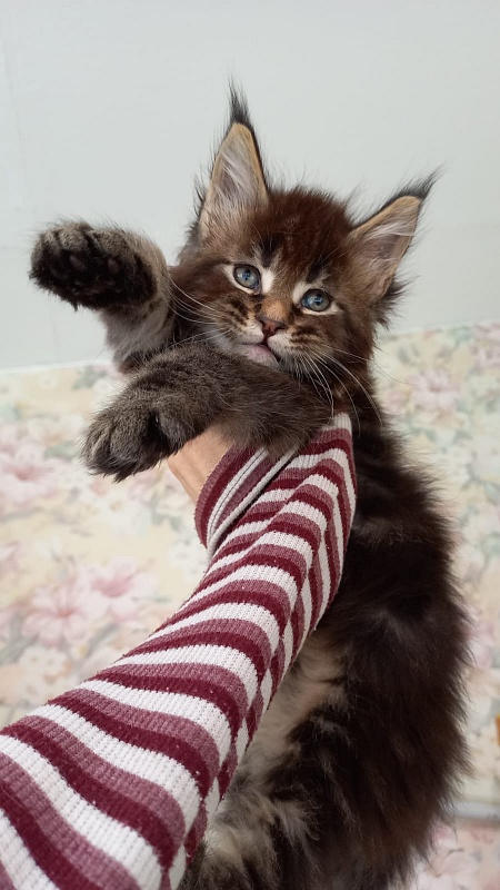 Kris Akbars - Kitten maine-coon 1 month 1.5 week