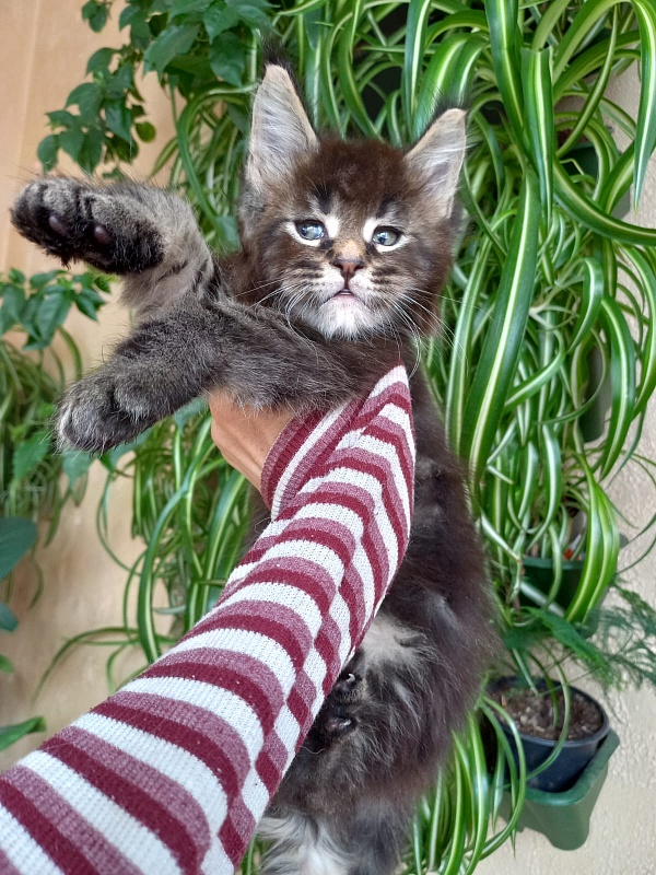 Kris Akbars - Kitten maine-coon 1 month 1.5 week
