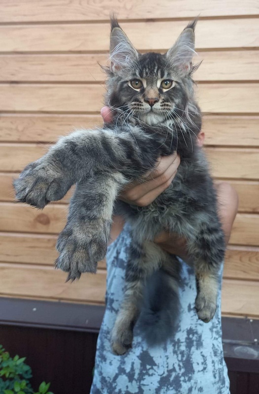 Kris Akbars - Kitten maine-coon 3 months