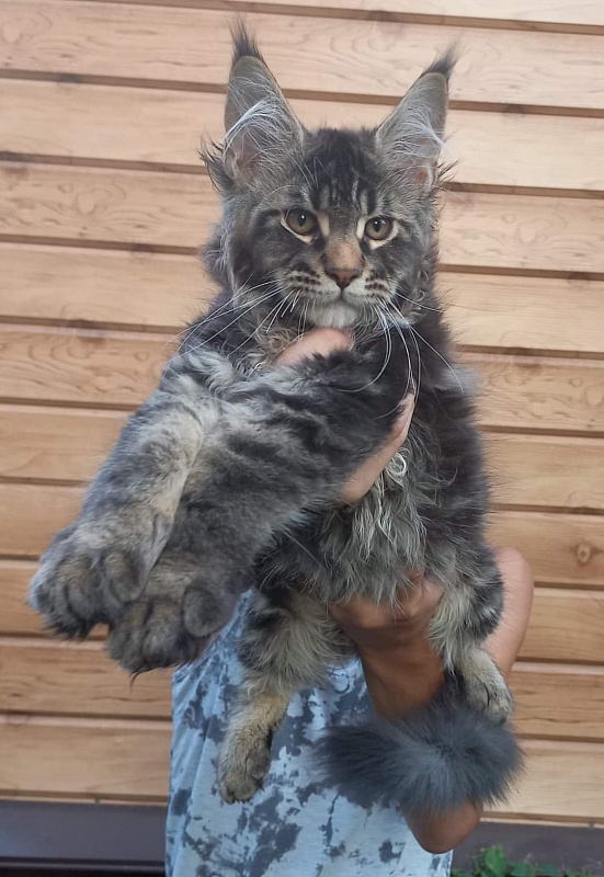 Kris Akbars - Kitten maine-coon 3 months