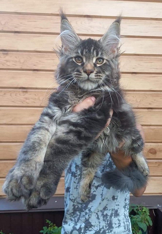 Kris Akbars - Kitten maine-coon 3 months
