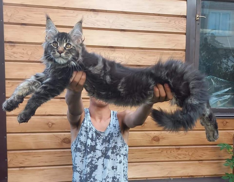 Kris Akbars - Kitten maine-coon 3 months