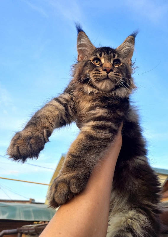 Kris Akbars - Kitten maine-coon 3 months 1 week