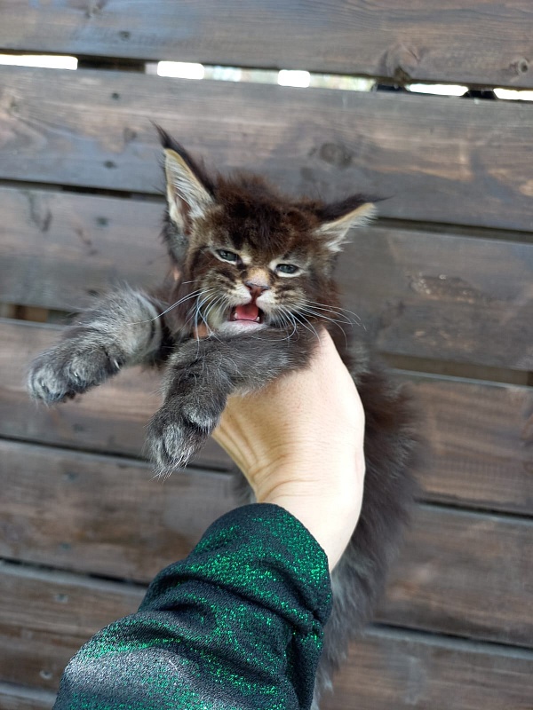 Kris Akbars - Kitten maine-coon 4 weeks