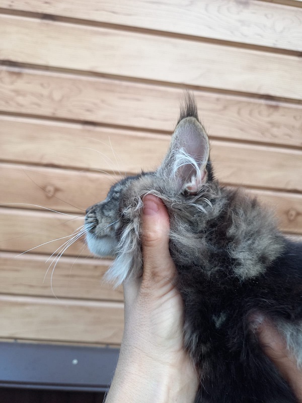 Kris Akbars - Kitten maine-coon 3 months 1 week