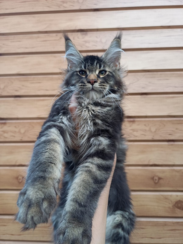 Kris Akbars - Kitten maine-coon 3 months 1 week