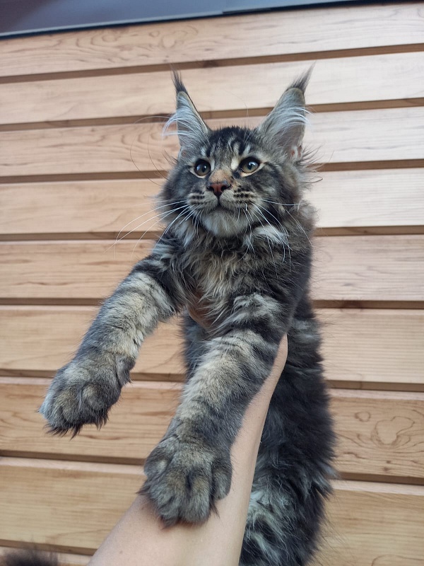 Kris Akbars - Kitten maine-coon 3 months 1 week