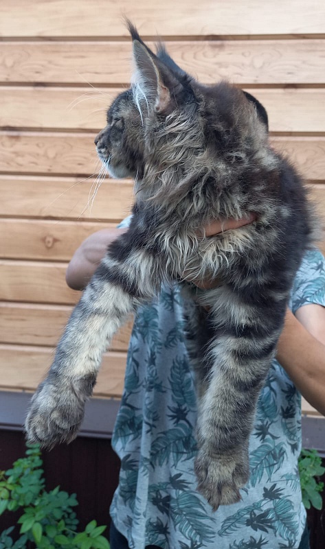 Kris Akbars - Kitten maine-coon 3 months 1 week