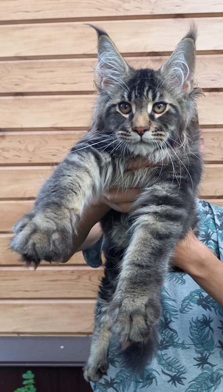 Kris Akbars - Kitten maine-coon 3 months 1 week