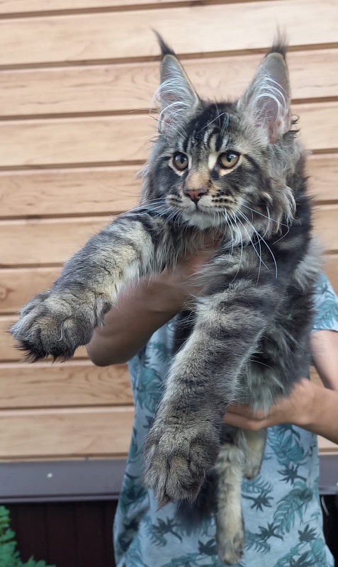 Kris Akbars - Kitten maine-coon 3 months 1 week