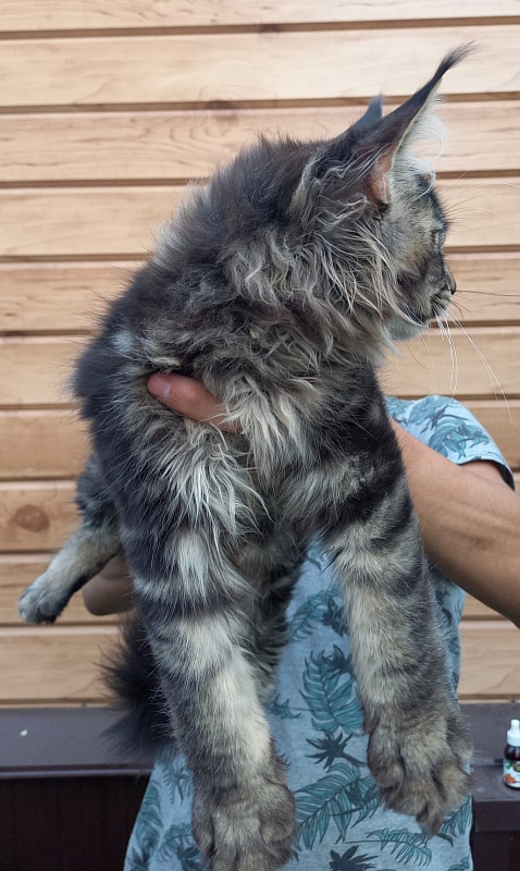 Kris Akbars - Kitten maine-coon 3 months 1 week
