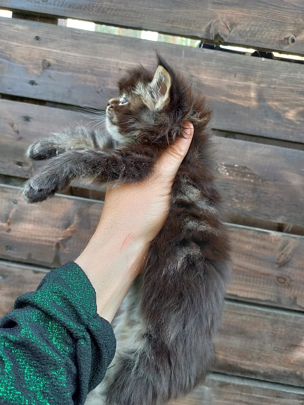 Kris Akbars - Kitten maine-coon 4 weeks