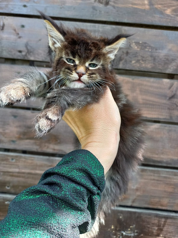 Kris Akbars - Kitten maine-coon 4 weeks
