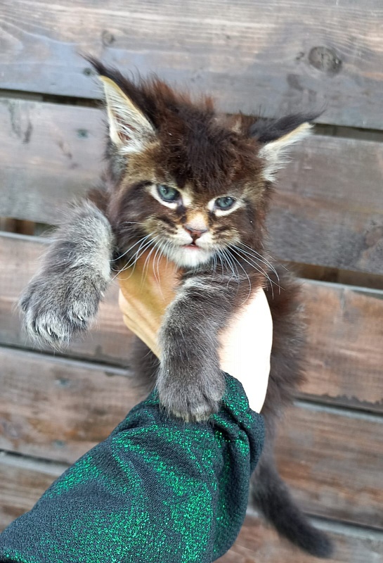 Kris Akbars - Kitten maine-coon 4 weeks