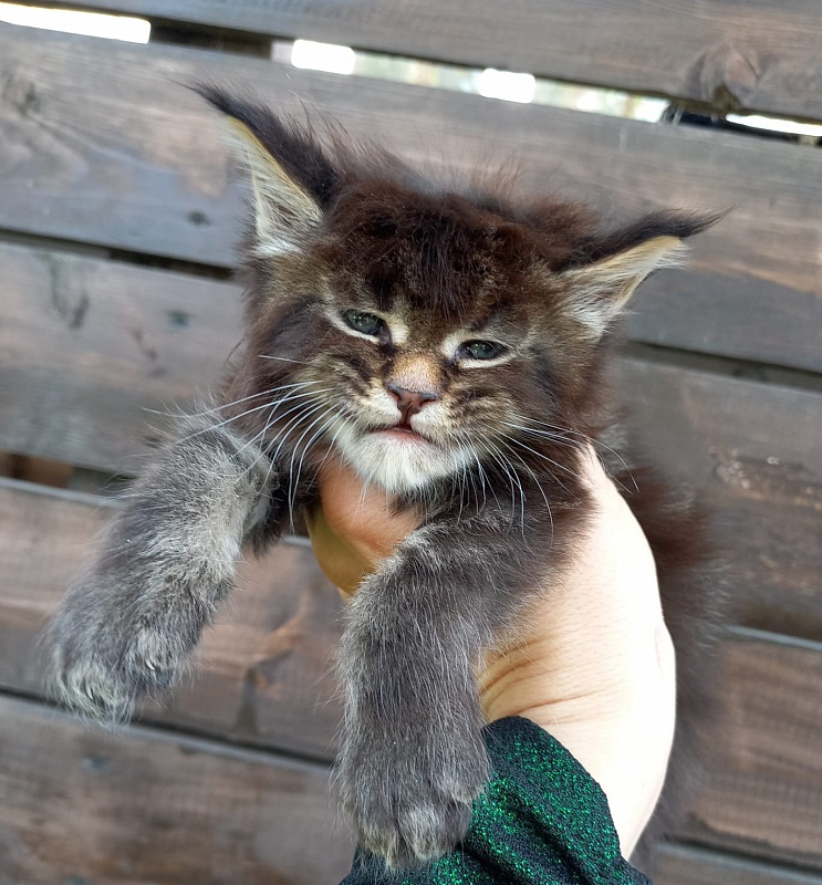 Kris Akbars - Kitten maine-coon 4 weeks