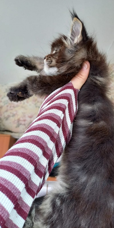 Kris Akbars - Kitten maine-coon 1 month 1.5 week