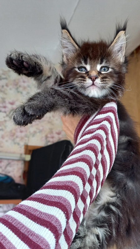 Kris Akbars - Kitten maine-coon 1 month 1.5 week