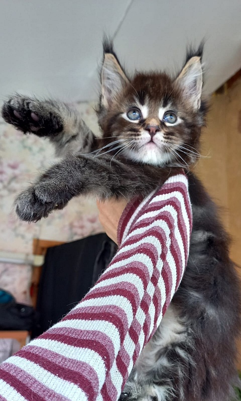 Kris Akbars - Kitten maine-coon 1 month 1.5 week