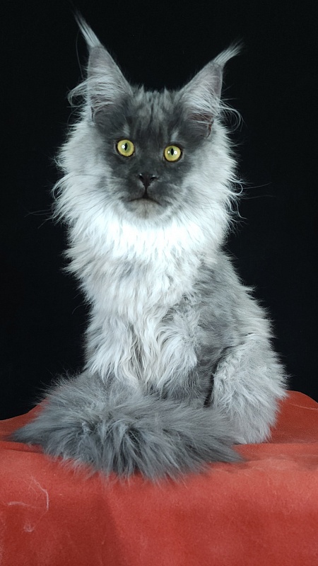 Kiss Akbars - Kitten maine-coon 6 months