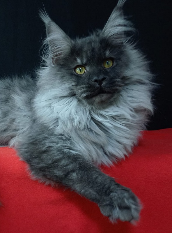 Kiss Akbars - Kitten maine-coon 6 months 3.5 weeks