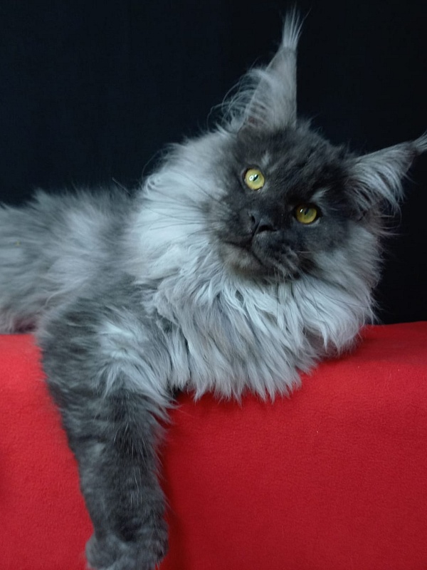 Kiss Akbars - Kitten maine-coon 6 months 3.5 weeks